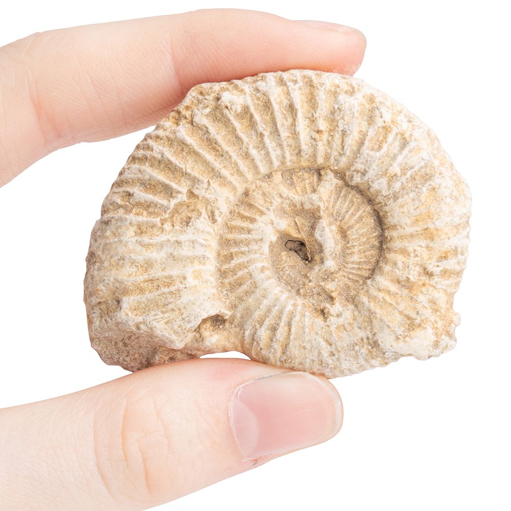 White RIbbed Ammonite