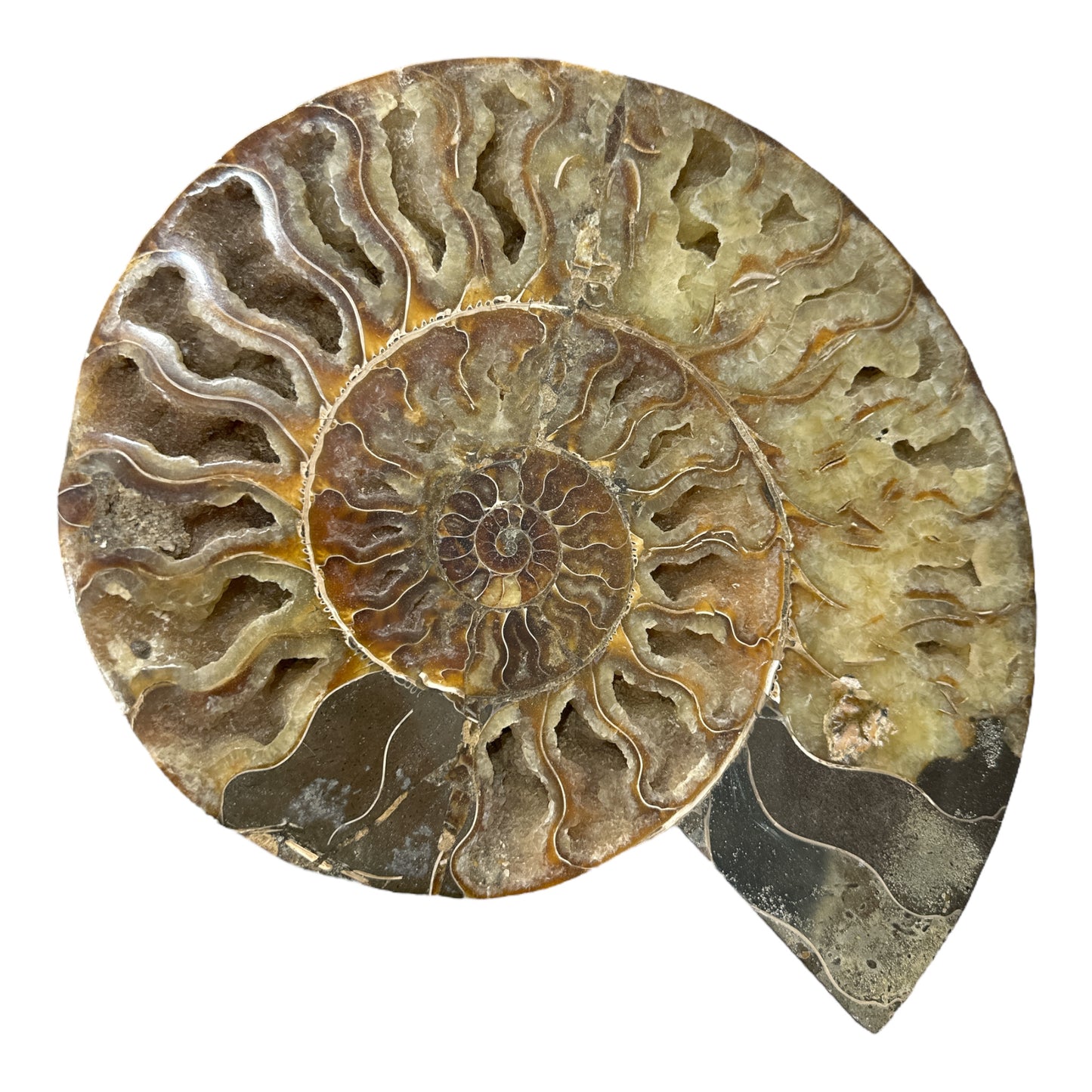 Ammonite Fossil