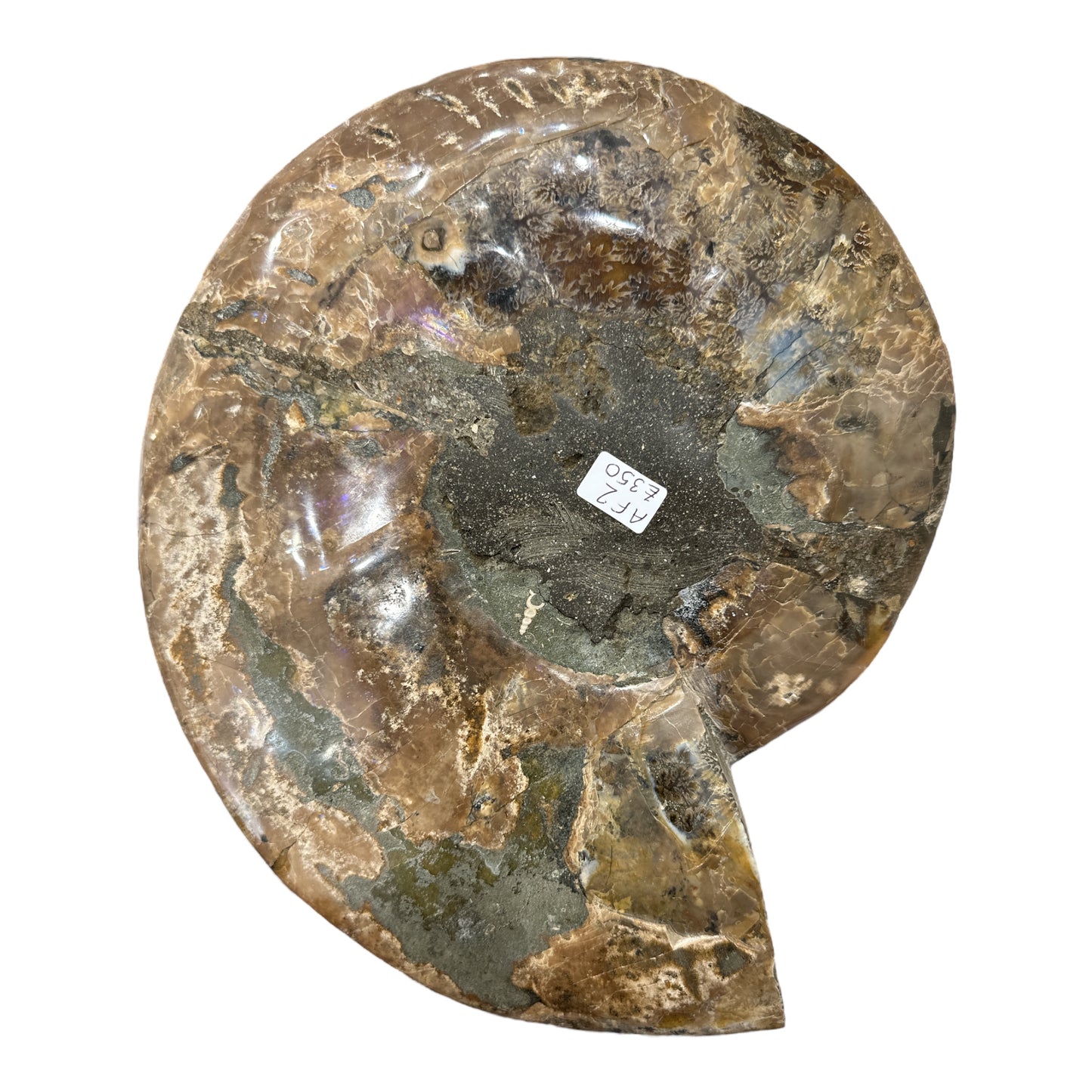 Ammonite Fossil