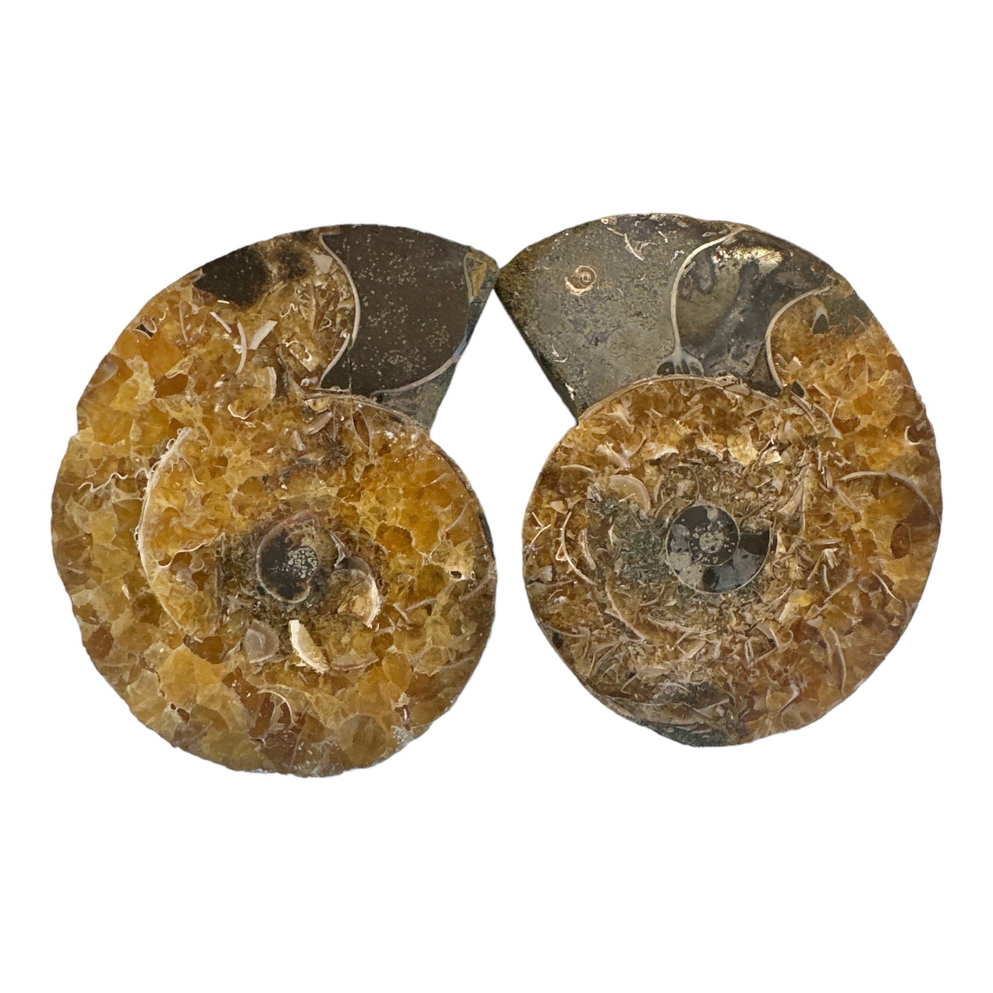 Ammonite Sliced Pair Fossils