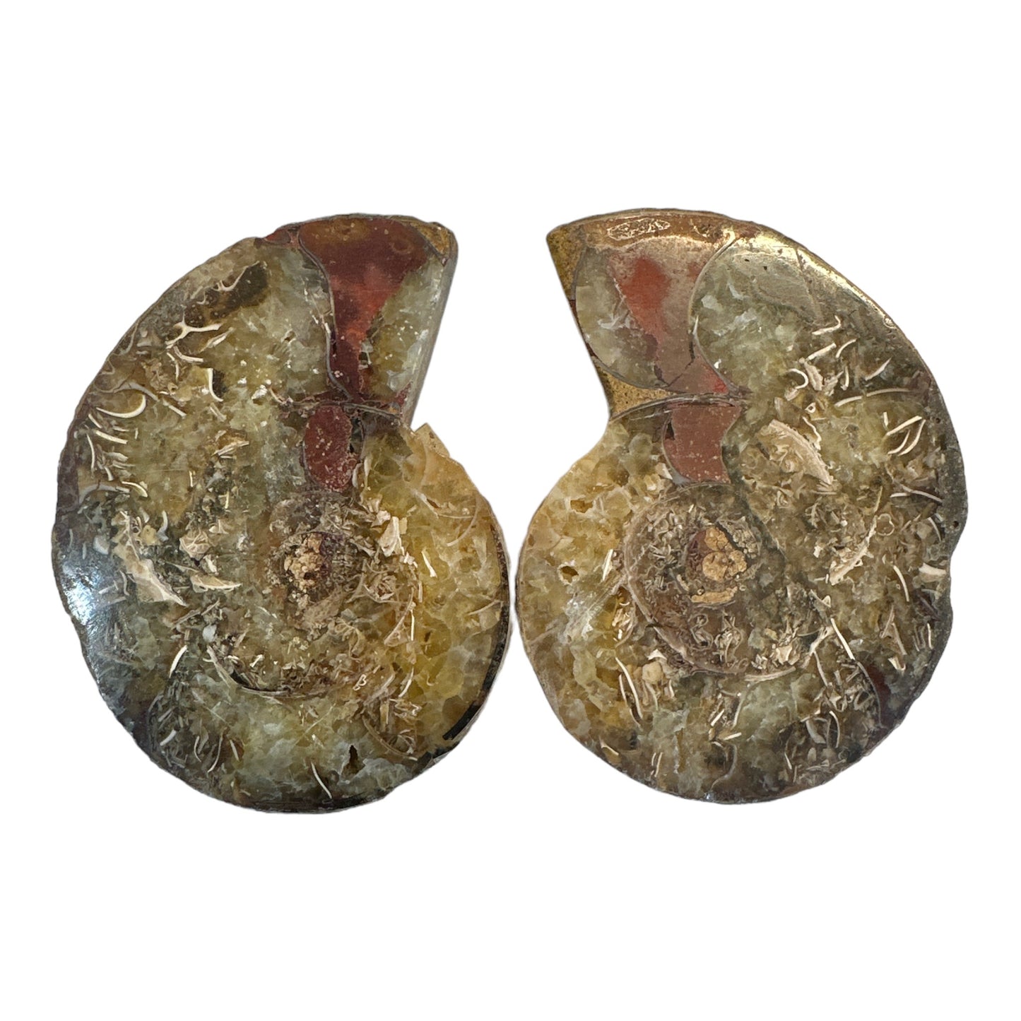 Ammonite Sliced Pair Fossils