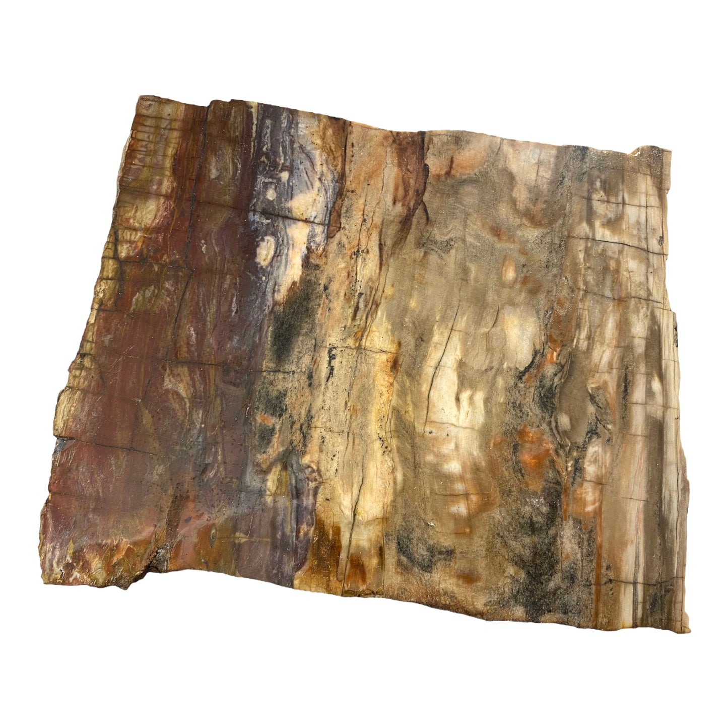 Large Petrified Wood Slab