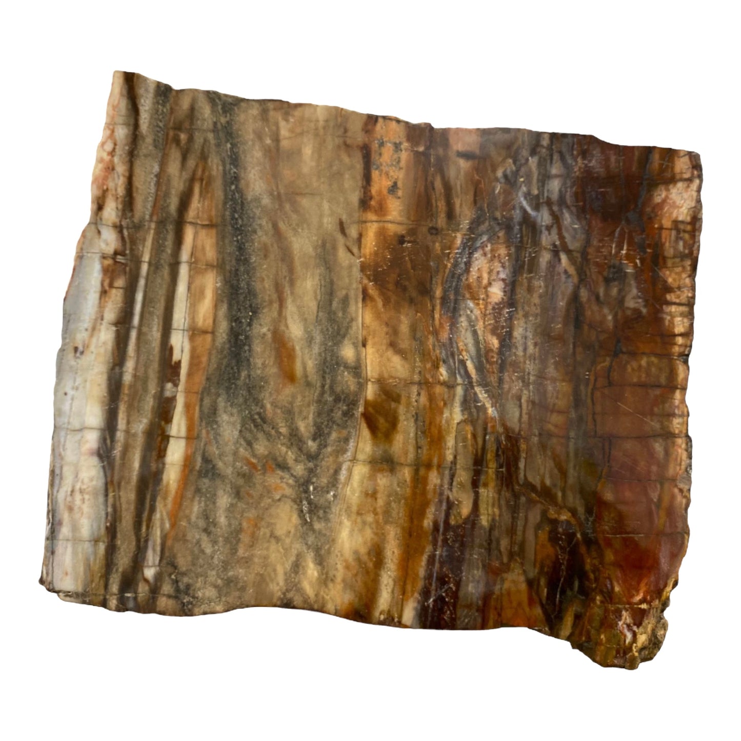 Large Petrified Wood Slab