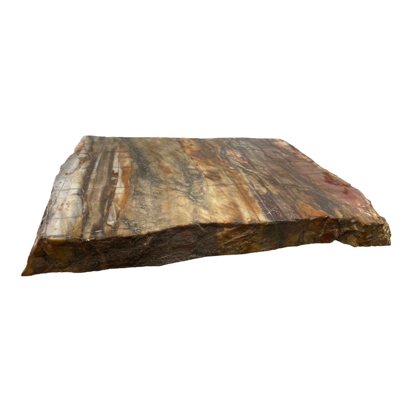 Large Petrified Wood Slab